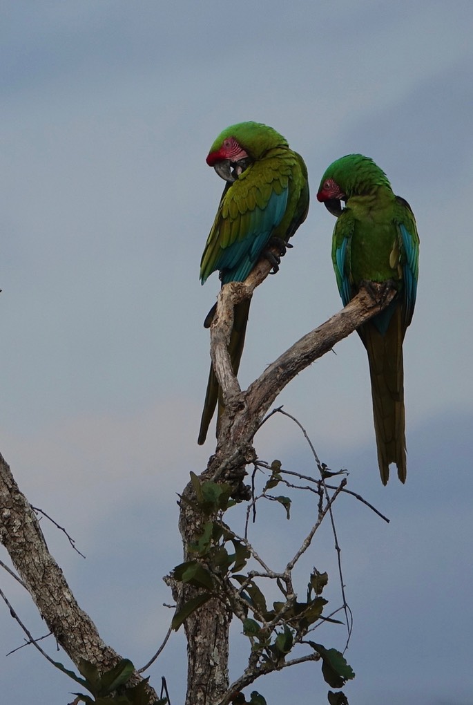 Macaw, Military - Ara militaris - Jalisco, Mexico6