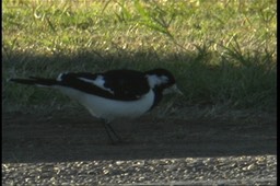 Magpie-lark 3