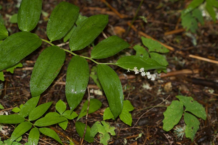 Maianthemum racemosum 1