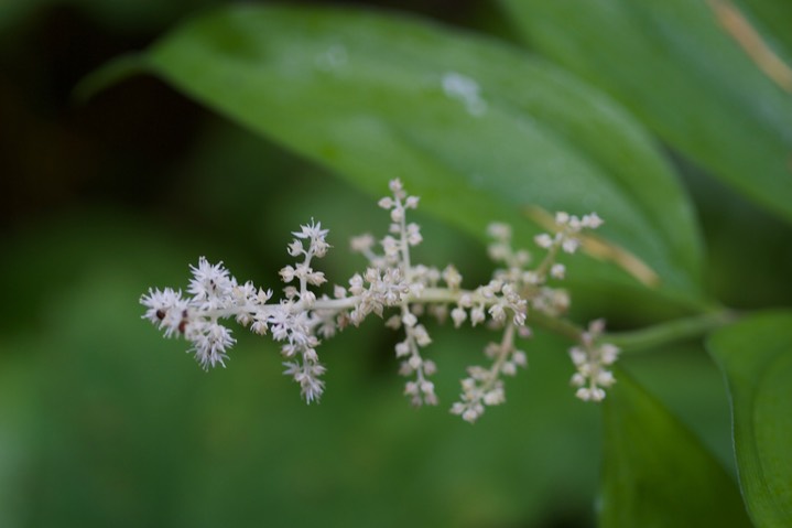 Maianthemum racemosum2