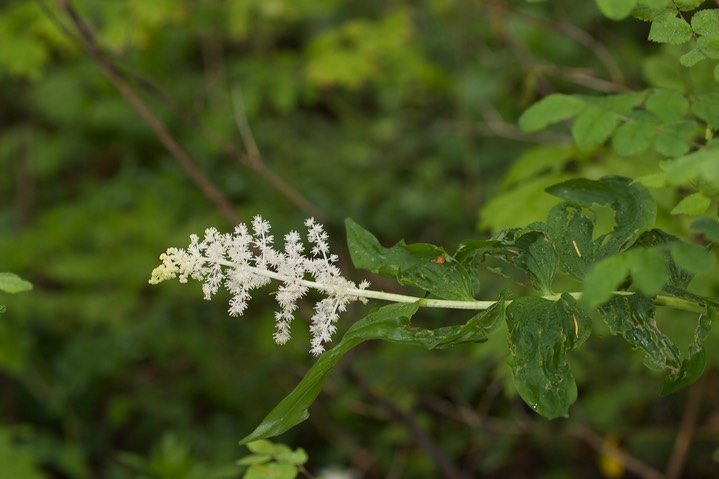 Maianthemum racemosum3