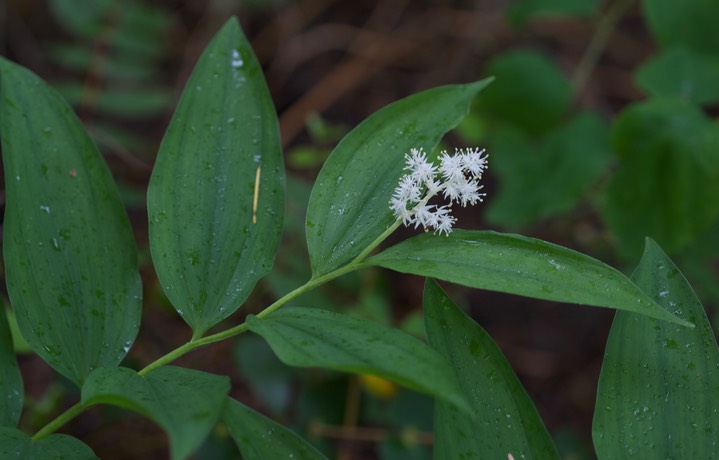 Maianthemum racemosum6