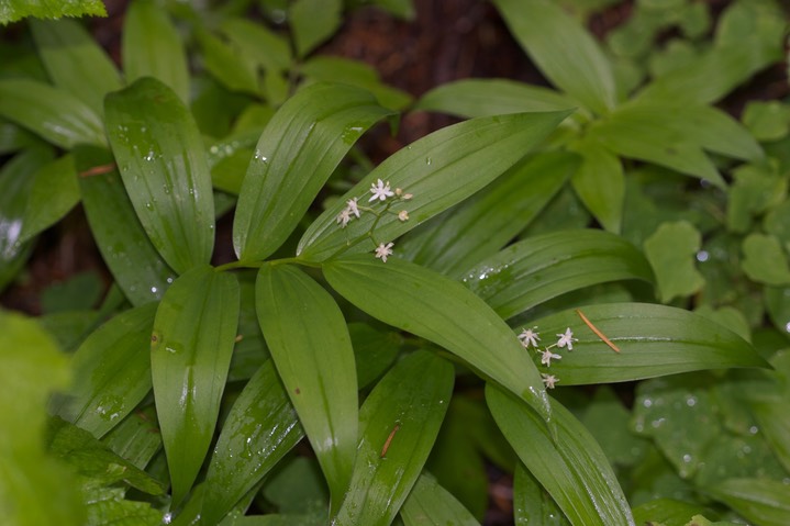 Maianthemum stellatum1