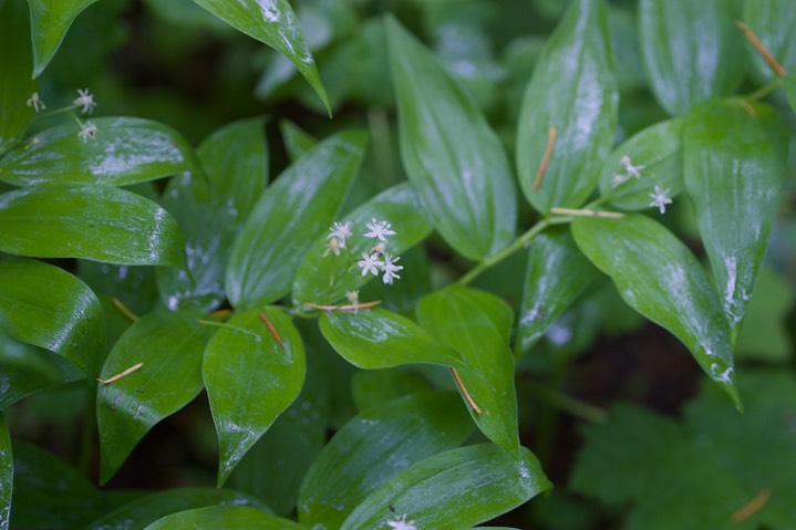 Maianthemum stellatum2