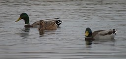 Mallard - Oregon1