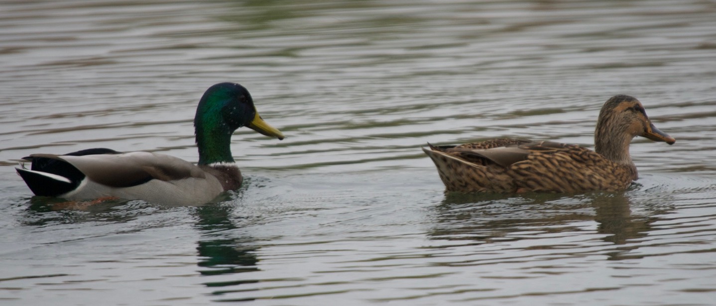 Mallard - Oregon2