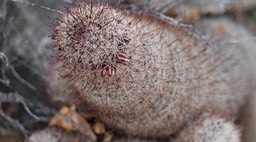 Mammillaria dioica, California Fishhook Cactus, Bahia de los Angeles, Baja California