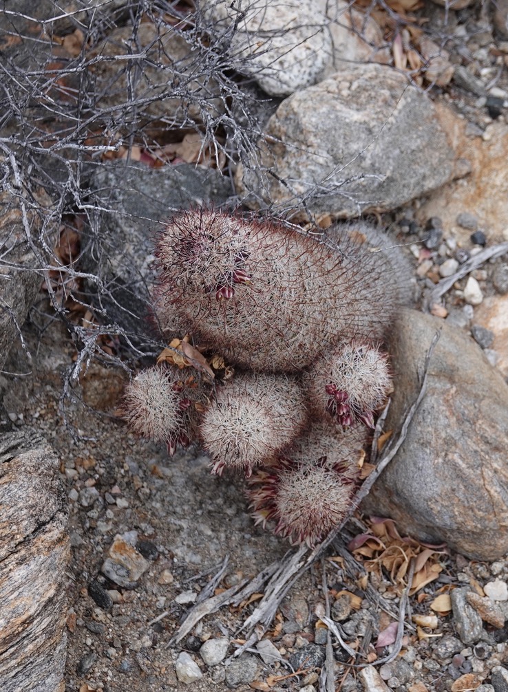 Mammillaria dioica, California Fishhook Cactus, Bahia de los Angeles, Baja California