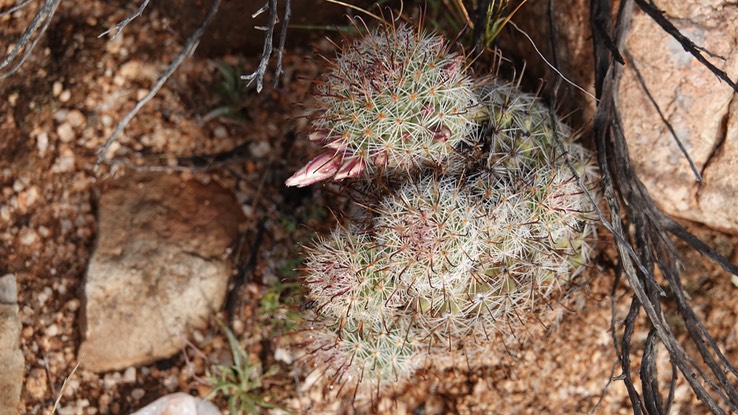 Mammillaria dioica, California Fishhook Cactus, Baja California (1)