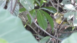 Manakin, White-collared (Belize 2021)