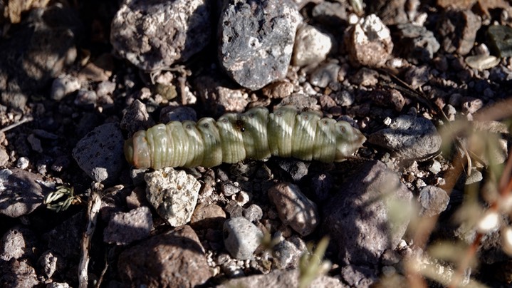 Manduca quinquemaculata, Tomato Hornworm2