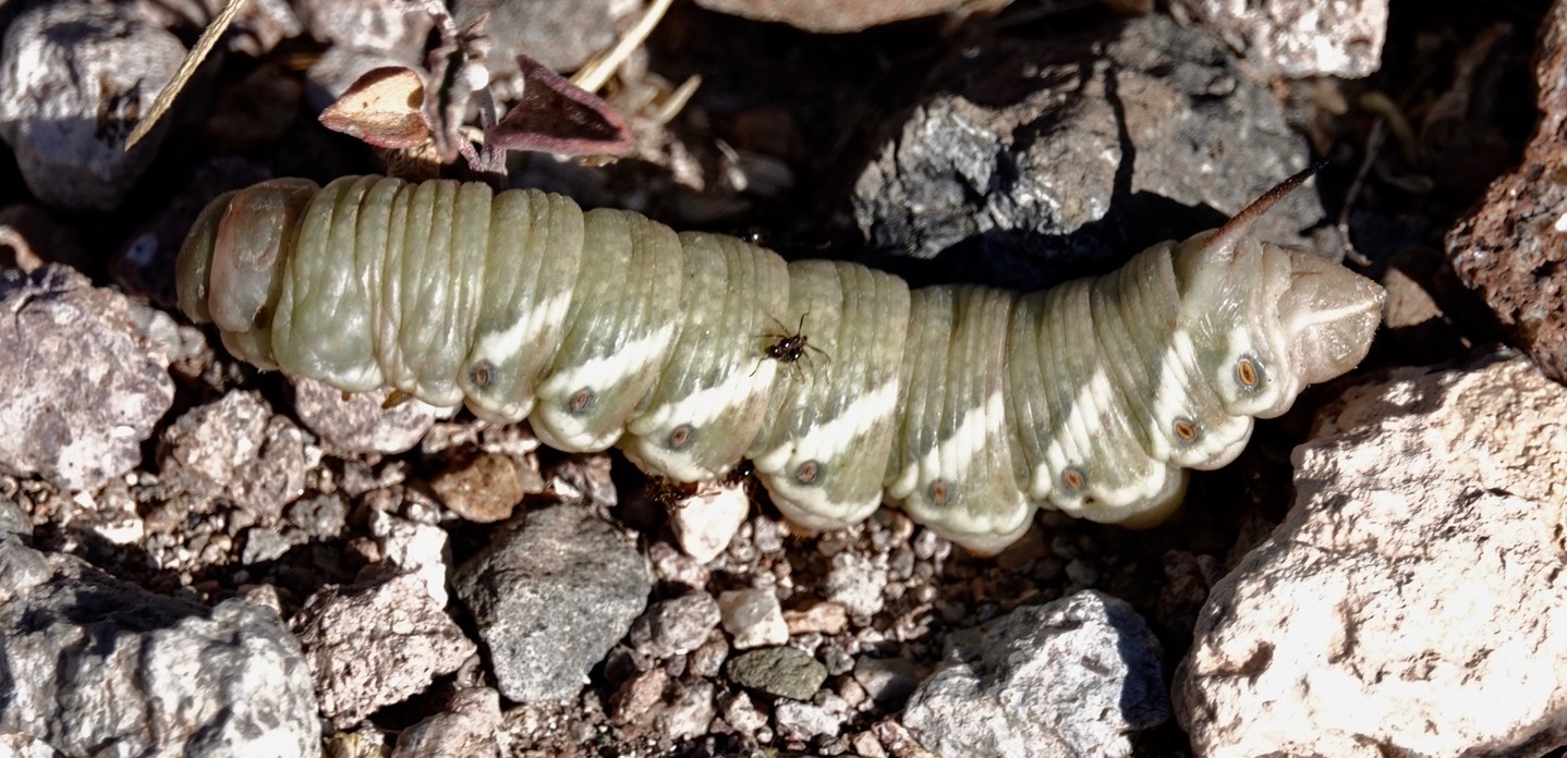 Manduca quinquemaculata, Tomato Hornworm 1