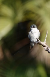 Mangrove Swallow, Tachycineta albilinea11