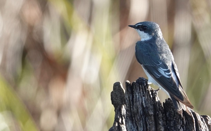 Mangrove Swallow, Tachycineta albilinea15