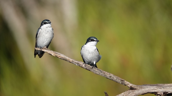 Mangrove Swallow, Tachycineta albilinea9