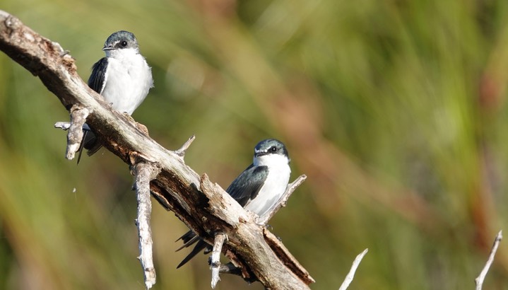 Mangrove Swallow, Tachycineta albilinea12