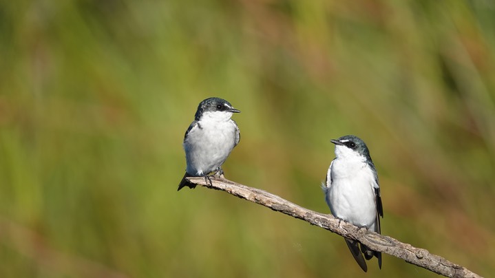 Mangrove Swallow, Tachycineta albilinea13