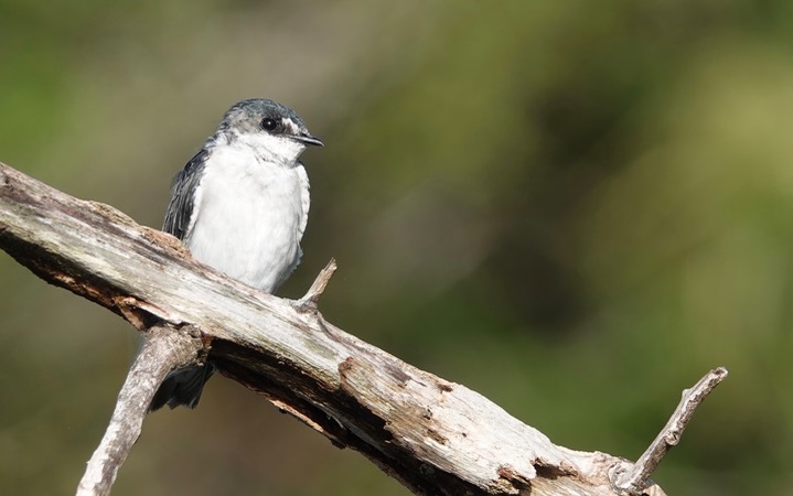 Mangrove Swallow, Tachycineta albilinea7