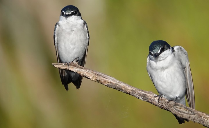 Mangrove Swallow, Tachycineta albilinea8