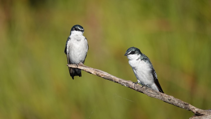 Mangrove Swallow, Tachycineta albilinea6