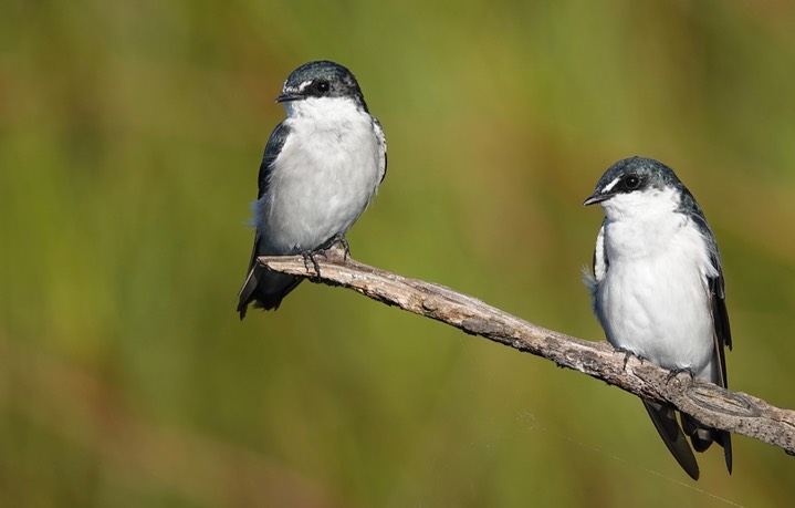 Mangrove Swallow, Tachycineta albilinea5