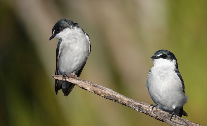 Mangrove Swallow, Tachycineta albilinea16