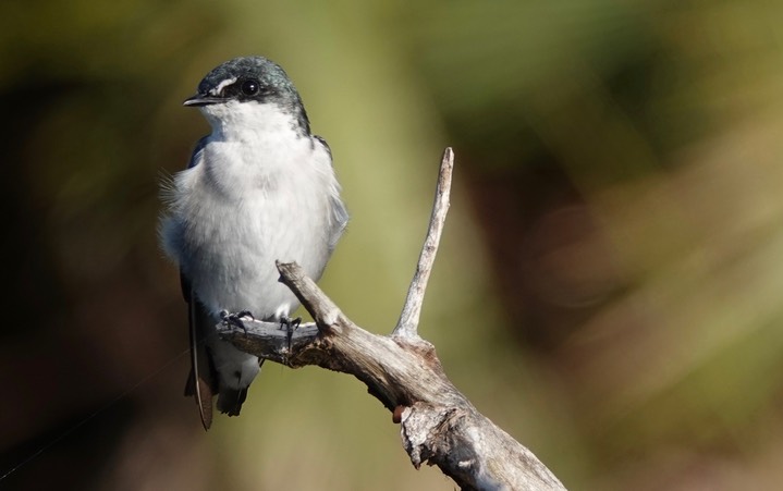 Mangrove Swallow, Tachycineta albilinea