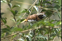 Mannikin, Chestnut-breasted 2