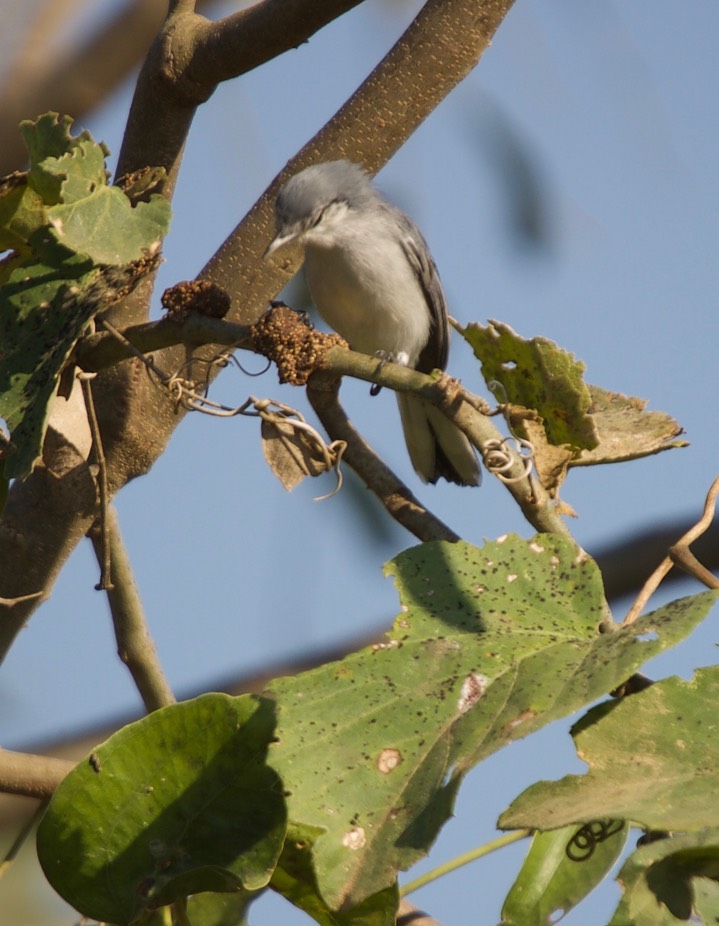 Masked Gnatcatcher, Polioptila dumicola1