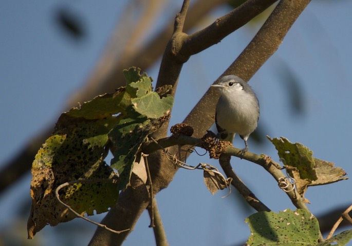 Masked Gnatcatcher, Polioptila dumicola2