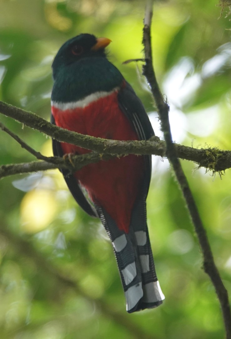 Masked Trogon h1