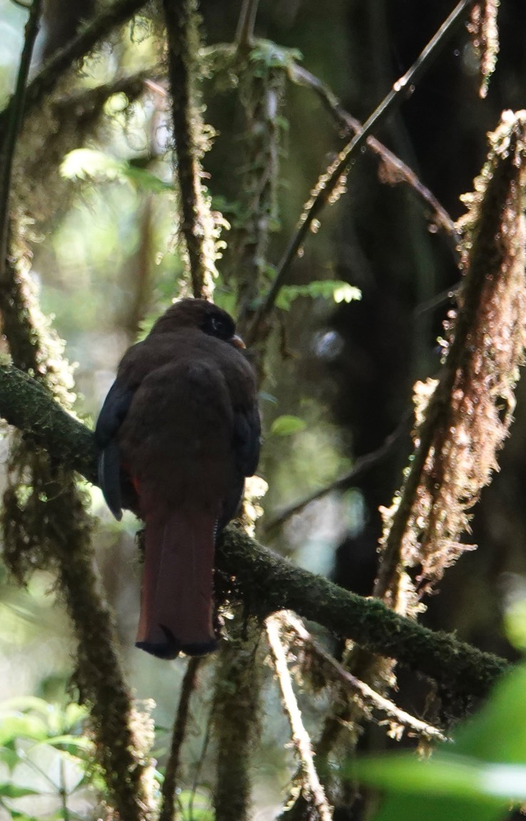 Masked Trogon h2