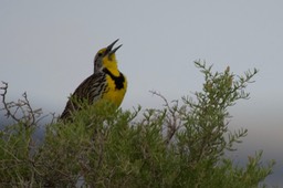 Meadowlark, Western Oregon 1