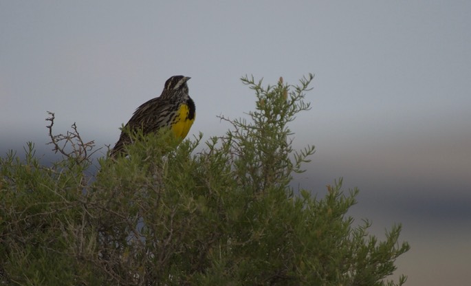 Meadowlark, Western Oregon2