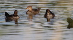 Merganser, Hooded (Juvenile) (Washington) 1