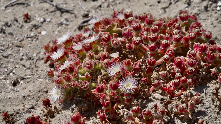 Mesembryanthemum crystallinum, Crystalline Ice Plant, Bahía Asunción, Baja California Sur (1)