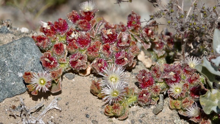 Mesembryanthemum crystallinum, Crystalline Ice Plant, Bahía Asunción, Baja California Sur123