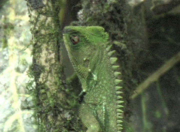 Milpe Lizard 3