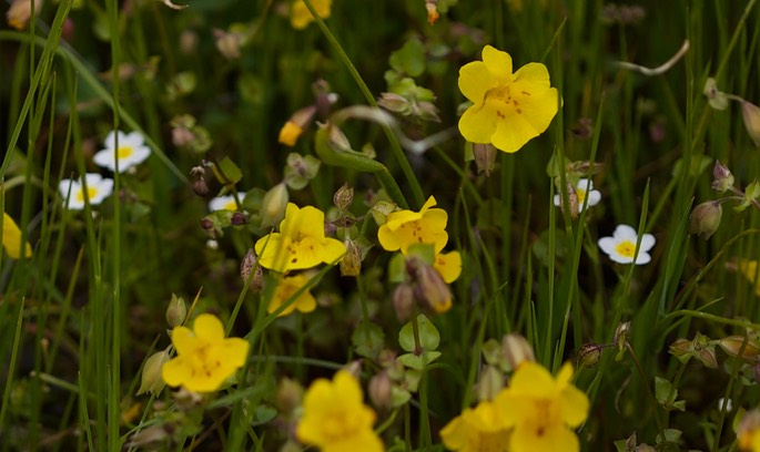 Mimulus Oregon 1