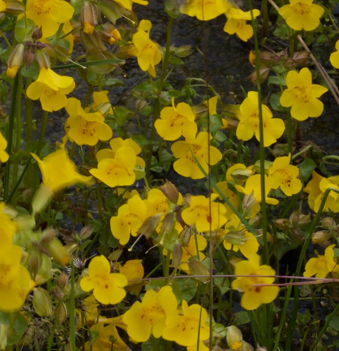 Mimulus Oregon3