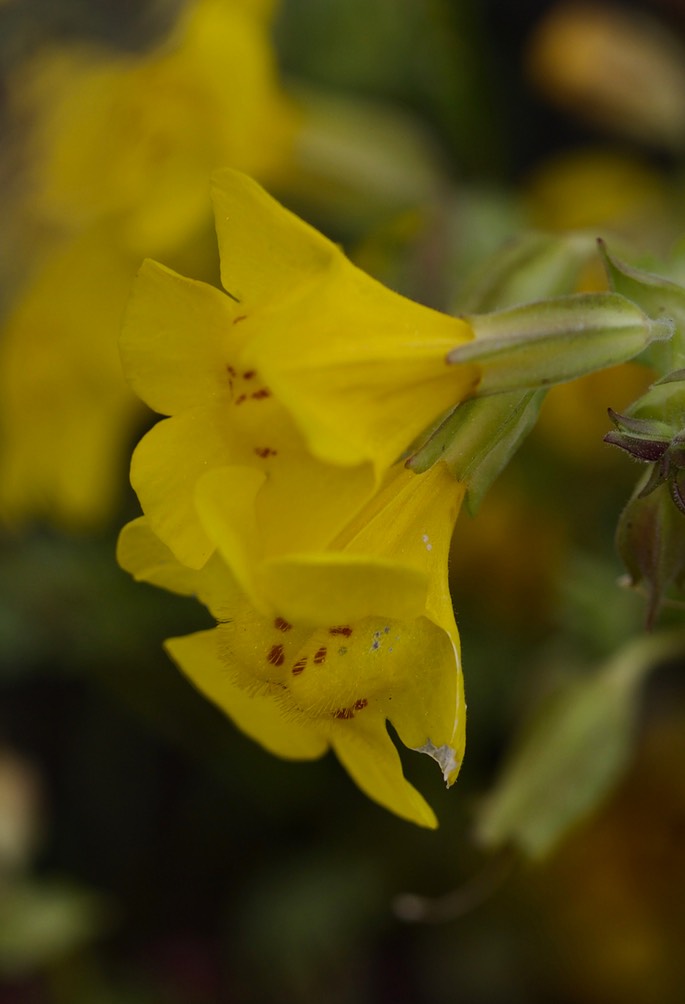 Mimulus Oregon4