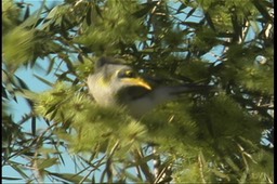 Miner, Yellow-throated 1