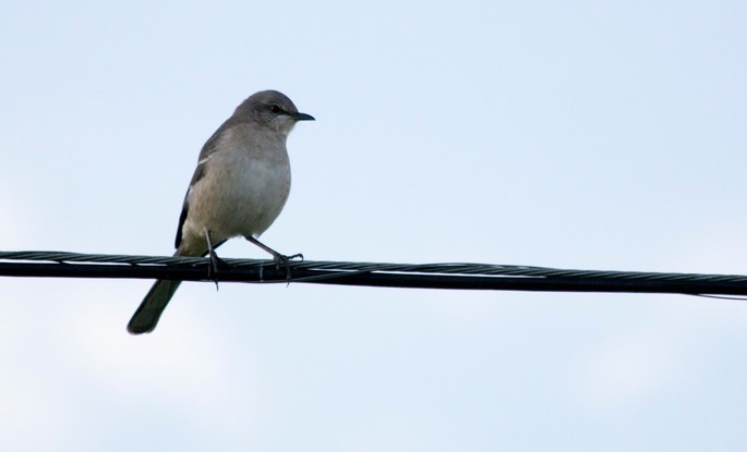 Mockingbird, Northern1