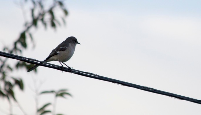 Mockingbird, Northern