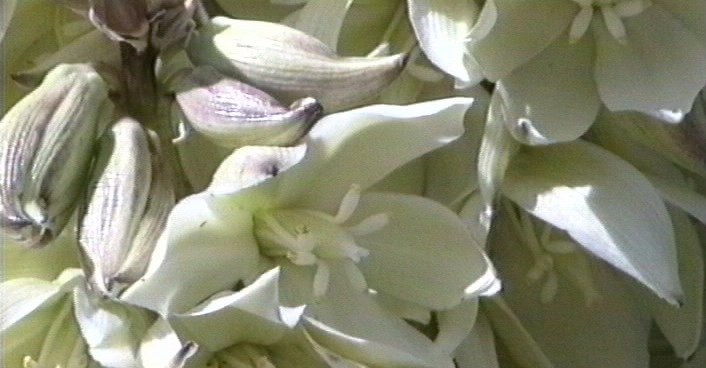 Mojave Yucca 1