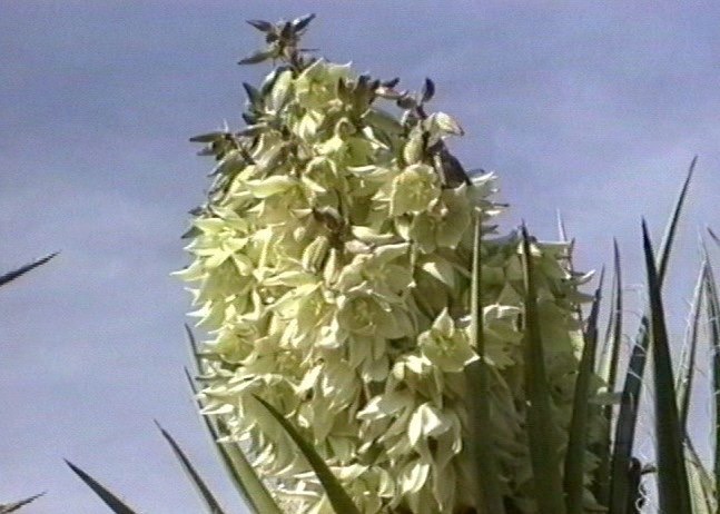 Mojave Yucca 2