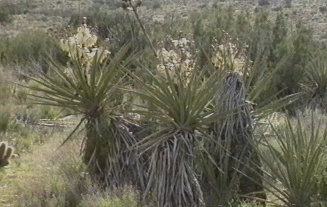 Mojave Yucca 3