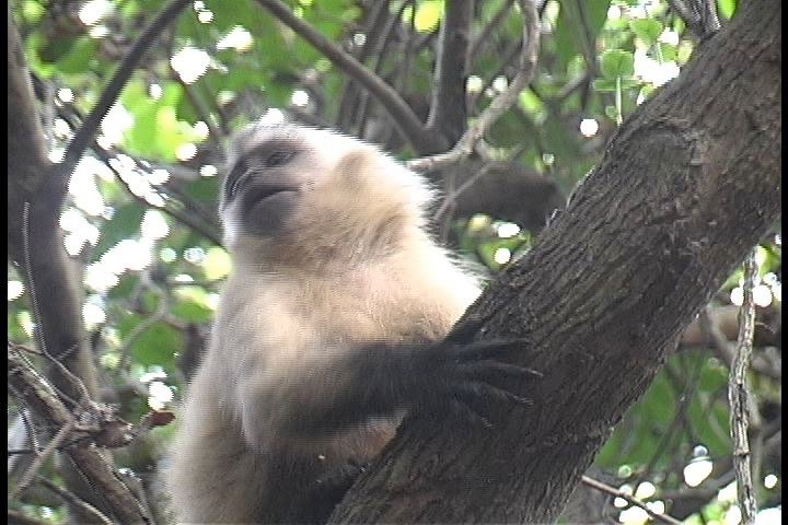 Monkey, Brown Capuchin 1