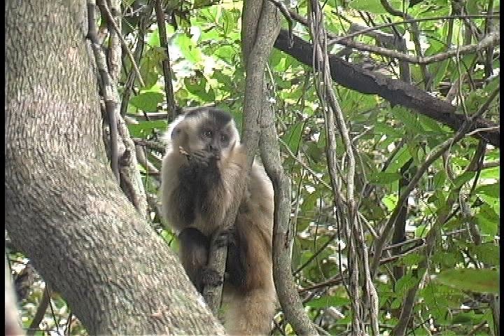 Monkey, Brown Capuchin 2