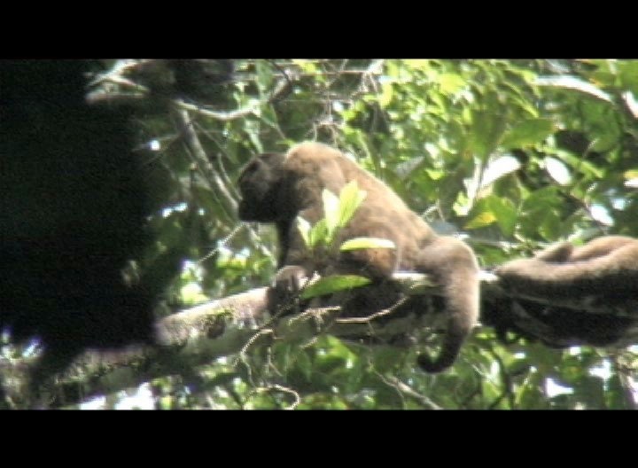 Monkey, Brown Wooly 1